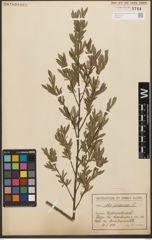Foto von Salix purpurea L.